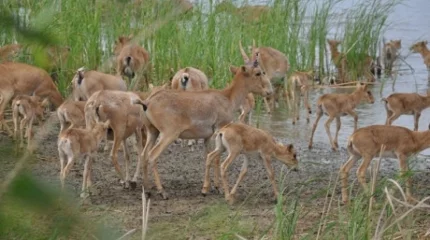 Ақтөбе облысында ақбөкендерді әуеден санау басталды