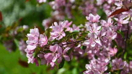 Какой будет погода в мае рассказали синоптики