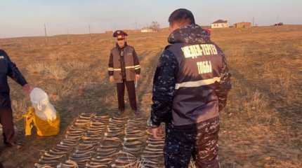 137 дана заңсыз киік мүйіздері тәркілен