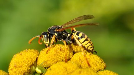 Ер адам ара шаққаннан кейін қайтыс болды