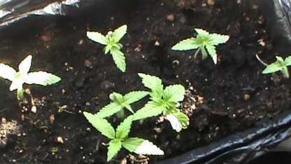 Ақмола тұрғыны пәтерінде есірткілік өсімдіктер өсірген