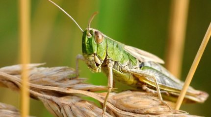 Түркістан облысында марокколық шегіртке қаптады