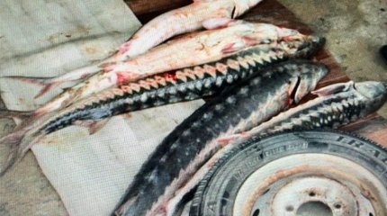 То трех лет тюрьмы грозит мангистаусцу за пять выловленных осетров
