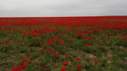 Қызғалдақ жұлғандарға 10 млн теңге айыппұл салынады