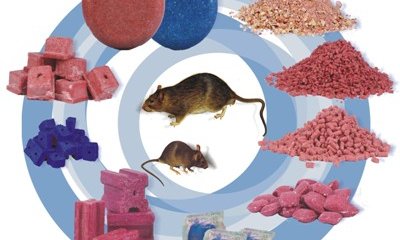 Крысиный яд разложат в парках, у водоемов и на кладбищах в Астане