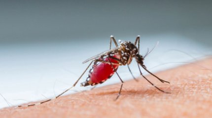 О новых комарах-разносчиках инфекций предупредили в ВОЗ
