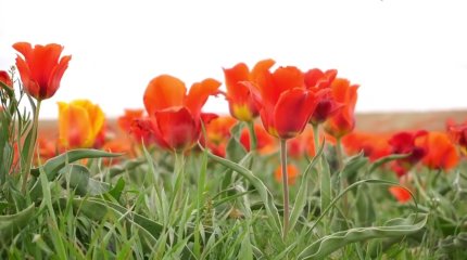 Қызғалдақ жұлғандар 10 млн теңге айыппұл төлейді