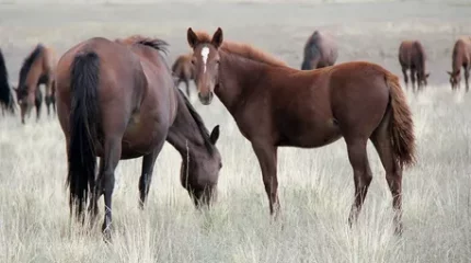 Қарағанды облысында бір ауылға карантин жарияланды