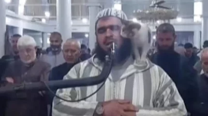 Тарауық намазын оқып тұрған шейхтің иығына мініп алған мысық көпті сүйсінтті