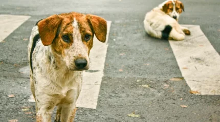 "Етін жемек болды": Ақмола облысында ер адамдар көшедегі итті сойған