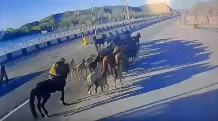 Табун лошадей на 22 миллиона тенге украли в Алматинской области