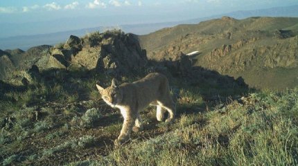 Cоңғы екі жылда алғаш рет сілеусін фототұзаққа түсті