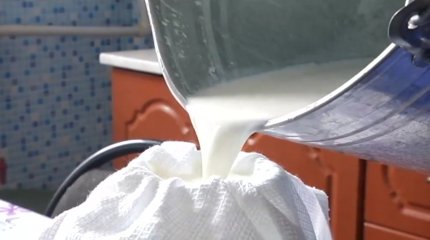 Есектің сүті онкологиялық ауруды емдей ме?