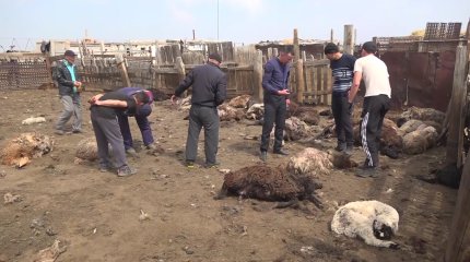 Павлодар облысында 100-ден астам қойды белгісіз жыртқыш қырып кетті