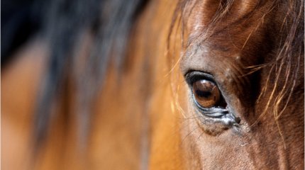 Конь сбил девочку в одном из парков в Кентау