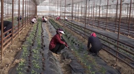 Түркістанда көкөніс бағасы өсіп барады