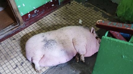 Домашнюю свинью спасли от пожара в Архангельске
