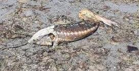 Тюлени и осётры вновь массово погибли на Каспии