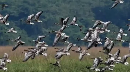Жаһандық климаттың жылынуы құстардың ұшу бағыты мен мерзімін өзгертіп жатыр