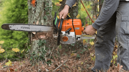 Ақтөбеде жайқалып тұрған 200-ден астам жасыл-желекті кескендер анықталды