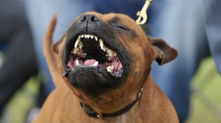 Собака разодрала ребёнку лицо в Костанайской области