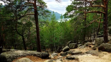 Орман аумағында демалатын азаматтардың саны шектелуі мүмкін