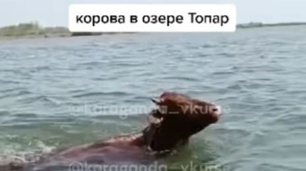 Судьба коровы-пловчихи встревожила казахстанцев