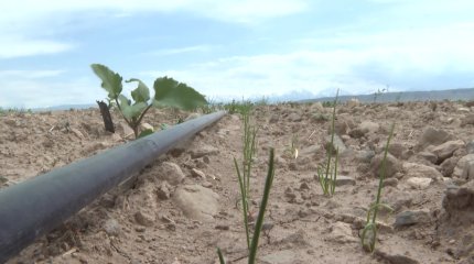 Жамбыл облысында егістік алқаптары қурап жатыр