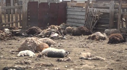 Павлодар облысында қасқыр тектес иттер қорадағы 200-дей қойды қырып тастады