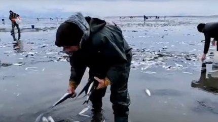 Селёдку ловят голыми руками на берегу Охотского моря
