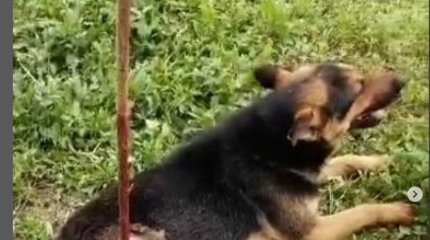 Овчарку проткнули арматурой в Атырау