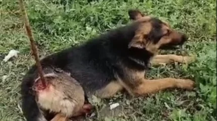 Атырауда белгісіз біреулер итке арматура қадап кеткен