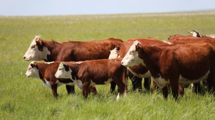 Жамбыл облысының екі ауданында құтырма ауруы анықталды