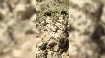 Түркістан облысында марокко шегірткесі жайылымды жайпап барады