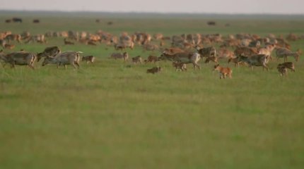 Батыс Қазақстан облысындағы ақбөкендердің саны биыл екі миллионнан асады