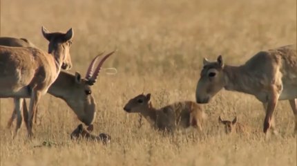 После окота число сайгаков удвоилось: фермеры западного Казахстана бьют тревогу