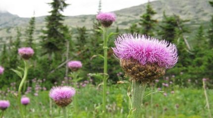 Қазақстанда 1,5 мыңға жуық дәрілік өсімдік өседі – Экология министрлігі