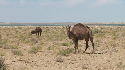 Арал теңізінде балық жаппай қырылуы мүмкін