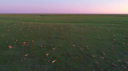 «Егер Үкімет киік қарғысынан қорқатын болса, шаруалардың шығынын толық өтеп беру механизмін енгізу керек», - депутат