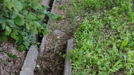 Жетісулық шаруаларға су жетпей жатыр