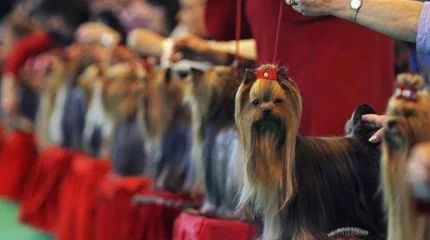 Нудистер жарыстары Ешектегі әйелді ұрады