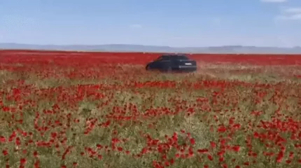"Қалағанымды істеймін". BMW жүргізушісі Алматы маңындағы көкнәр алқабында дрифт жасаған