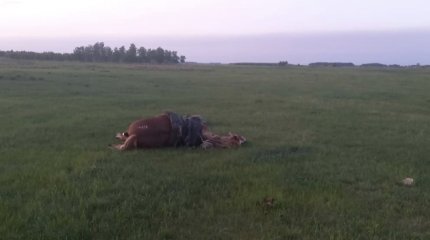 Труп пастуха нашли в степи на севере Казахстана