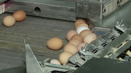 Яйца могут подорожать в Казахстане из-за отмены субсидий: «AMANAT» бьёт тревогу
