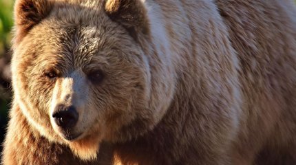 Суд Италии временно отменил смертельный приговор для медведя, растерзавшего человека
