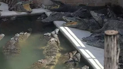 Камбоджада егде жастағы фермерді 40 қолтырауын жұлмалап тастаған