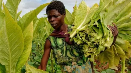 Жыл сайын темекіден сегіз миллион адам қайтыс болады - ДДҰ