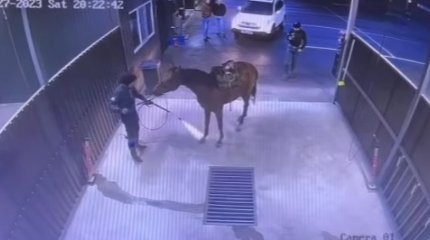 Кокпаристы помыли коня на автомойке и вызвали негодование казахстанцев