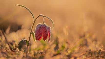 Қазақстанда алдағы күндері ауа райы қандай болады?