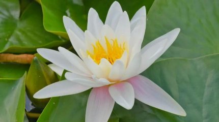 Елімізде түрлі аңыздарда айтылатын нимфеялар гүлдеді